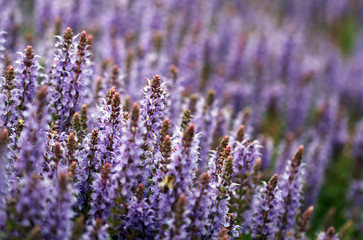 The field full of bright purple lavender flowers