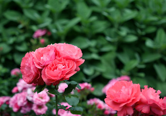 The bush with bright rose flowers