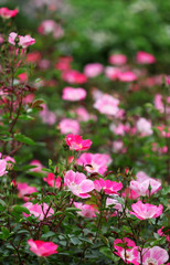The bush with bright rose flowers