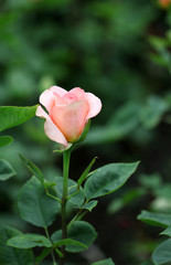 The bright soft rose macro shot