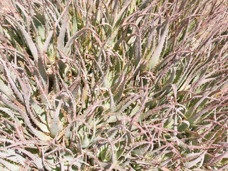 棘のある多肉植物