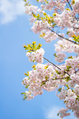 一葉 （イチヨウサクラ）