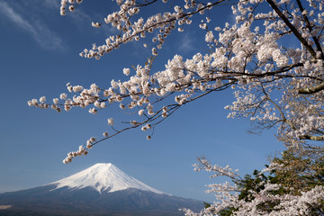 輝く桜と富士山