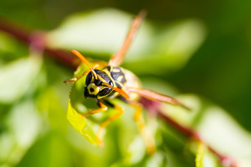 Wasp stare down
