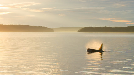 Orca at sunset © richnott