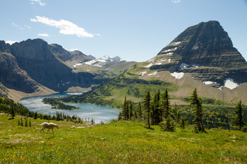 Naklejka na ściany i meble Mountain goat in meadow above alpine lake