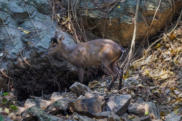 Tenasserim muntjac (Muntiacus feae)