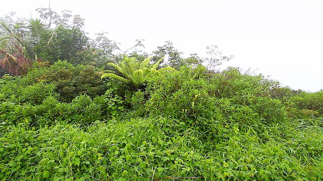Puerto Rico Foggy Rainforest