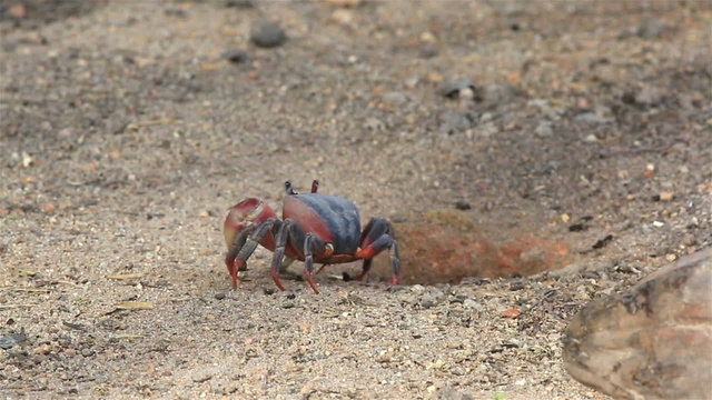 Land crab crawls into his hole.