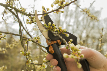 Spring gardening, pruning.