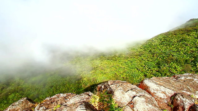 Puerto Rico El Yunque National Forest