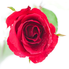 Fototapeta na wymiar two red rose isolated on white background