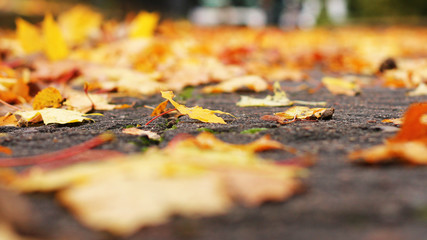 Colorful autumn leafs.