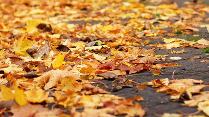 Colorful autumn leafs.