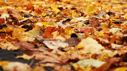 Colorful autumn leafs.