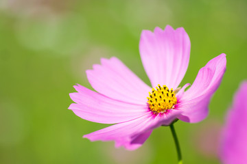 Fototapeta premium コスモス