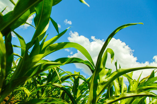 Corn Sprouts View From The Bottom