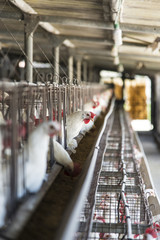 Chicken Coop © studiodr