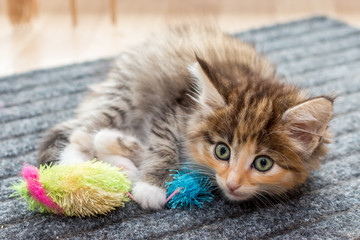 Cute fluffy kitten with toy