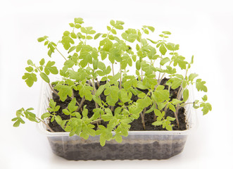 Tomato seedlings in plastic
