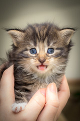Cute kitten with blue eyes