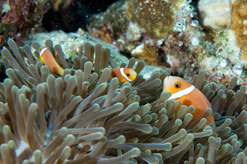 Naklejka na ściany i meble Clown fish inside green anemone on reef background