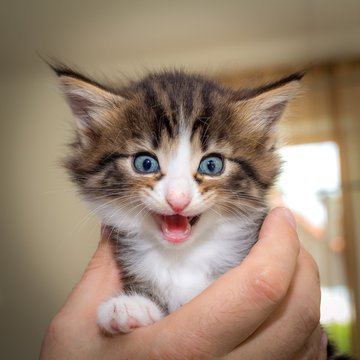 Cute kitten with blue eyes