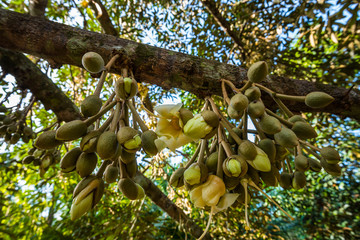 fresh flowers of durian on tree in the orchard