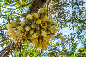 fresh flowers of durian on tree in the orchard
