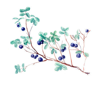 Bush bilberry. Forest miniatures. Watercolor