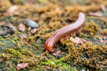 Milipede on ground