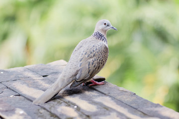 Emerald Spotted Dove
