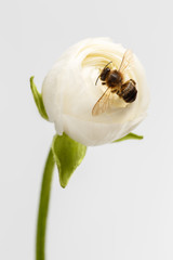 Closeup White Ranunculus Flower with Bee