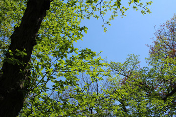 Fresh green of Sunlight
