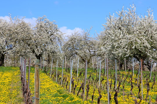 Kirschbl&uuml;te (Cherry blossom) in Wiesbaden-Frauenstein