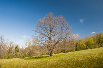 Lone tree