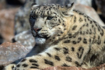 Obraz premium Snow leopard