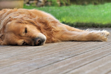 chien détendu en terrasse