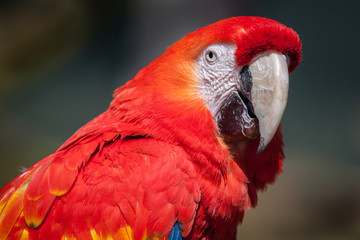 scarlet macaw