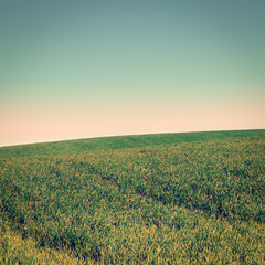 Obraz premium Green Grass