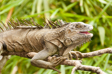 Leguan in Costa Rica