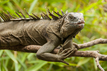 Leguan in Costa Rica
