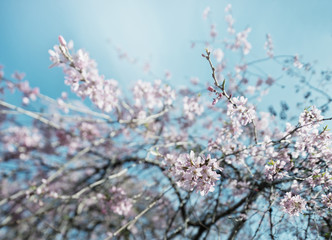 Cerisier en fleurs