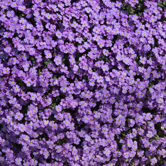 Aubrieta Flower Carpet