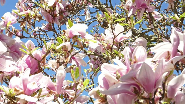 magnolia tree spring