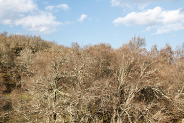 Fototapeta premium Bosque de robles. Argañoso, Astorga, León.