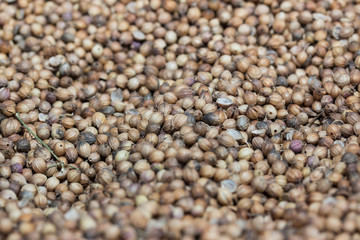 coriander seeds
