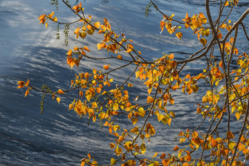 Ramas de chopo con hojas e inflorescencias. Populus.
