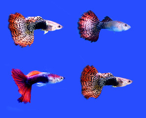 Fototapeta premium fish guppy pet isolated on blue background