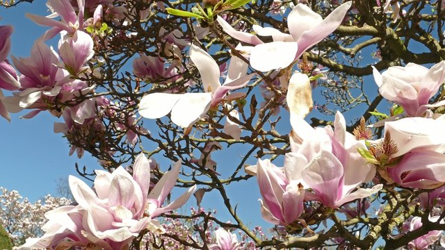 magnolia tree spring